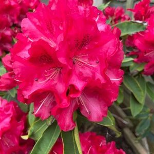 Meet your Posher, Michaela